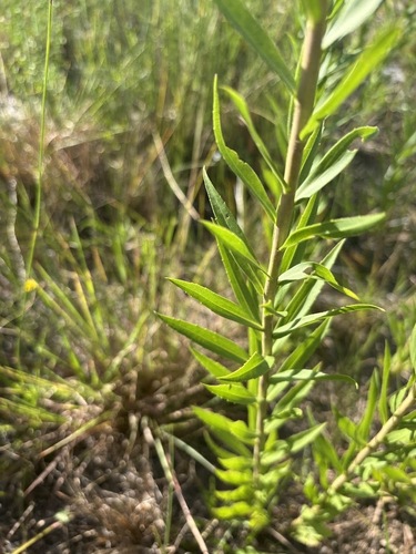 Solidago leavenworthii, photograph 5