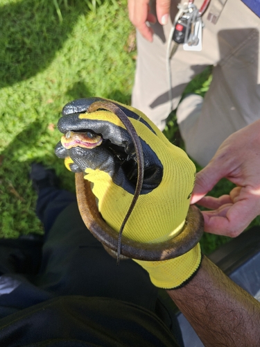 Boiga irregularis observed 2026-07-23