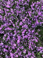 Phlox subulata