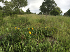 Wyethia angustifolia