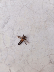 Apis dorsata