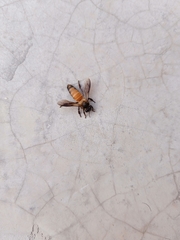 Apis dorsata