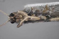 Agraylea multipunctata