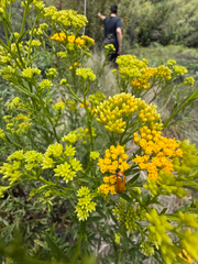 Gymnosperma glutinosum, photograph (c) Cody Hinchliff, some rights reserved (CC BY)