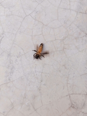 Apis dorsata