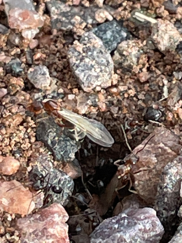 Crazy Pyramid Ant