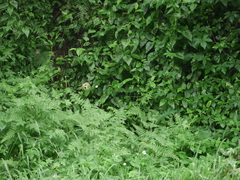 Leptosia nina niobe