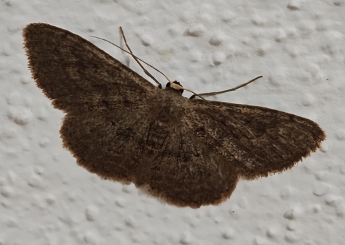 Scopula guancharia photo 4