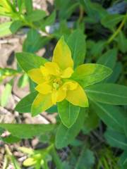Euphorbia adenochlora