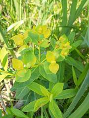 Euphorbia adenochlora