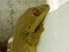 Thecadactylus