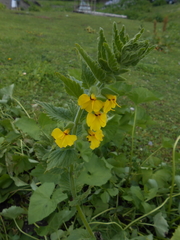 Rhynchocorys elephas