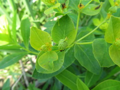 Euphorbia adenochlora