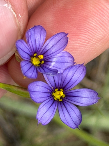 Sisyrinchium scabrum, photograph 6