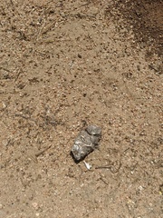 Bubo