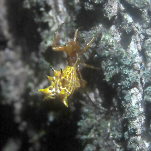 Spined Micrathena
