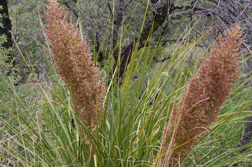 Foothill Beargrass