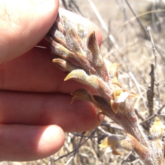 Sarcoglottis schaffneri