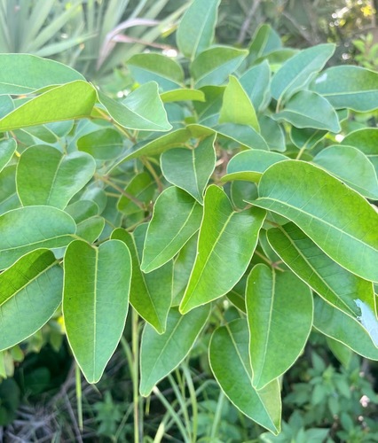 Metopium toxiferum, photograph 5