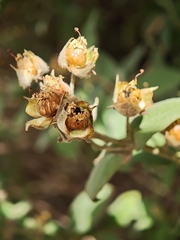 Cistus chinamadensis