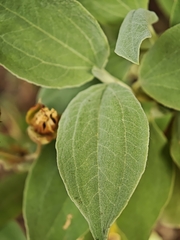 Cistus chinamadensis, photograph (c) Daniel Heras González, some rights reserved (CC BY)