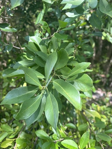 Guapira discolor