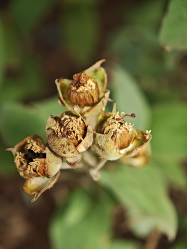 Cistus chinamadensis, photograph 2