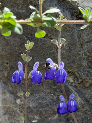 Salvia chionophylla