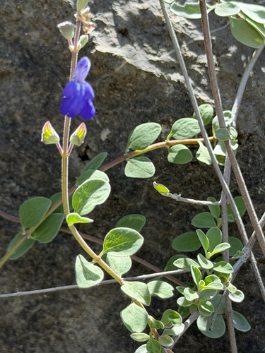 Salvia chionophylla, photograph 2