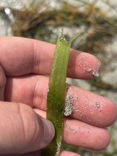 Thalassia testudinum, photograph 5