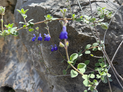 Salvia chionophylla, photograph (c) Cody Hinchliff, some rights reserved (CC BY)