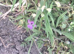 Angiospermae