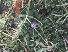 Angiospermae