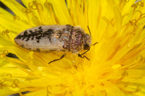Representative image of Acmaeodera pilosellae