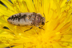 Acmaeodera pilosellae
