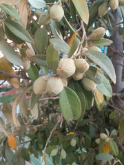 Lagunaria