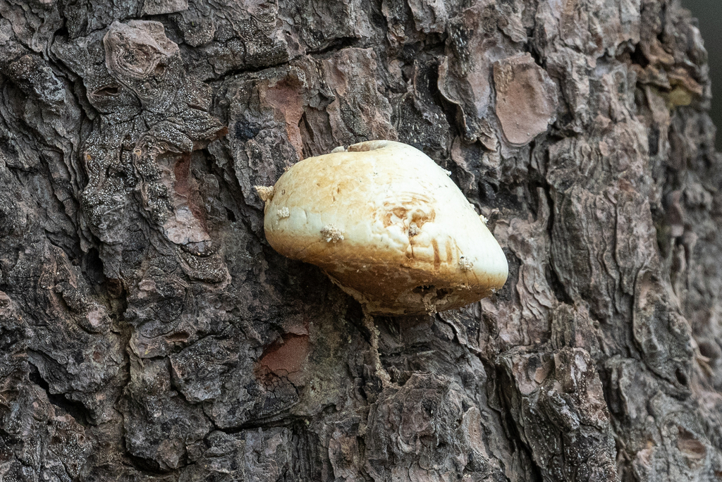 Veiled Polypore · July 2026 · photo: Photo: (c) Jonathan Eisen, some rights reserved (CC BY) · iNaturalist