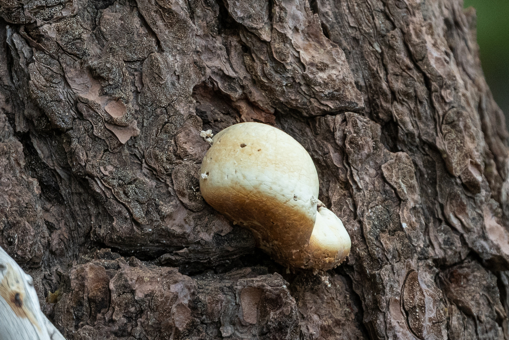 Veiled Polypore · July 2026 · photo: Photo: (c) Jonathan Eisen, some rights reserved (CC BY) · iNaturalist