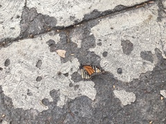Danaus plexippus plexippus