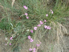 Dianthus caryophyllus