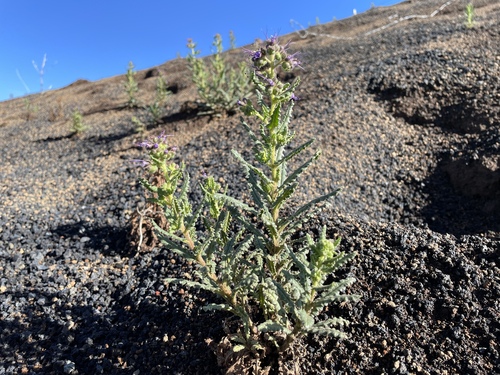 Saw phacelia (Phacelia serrata)