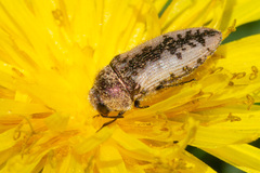 Acmaeodera pilosellae