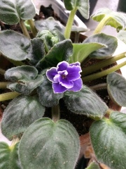 Streptocarpus ionanthus