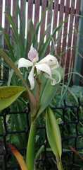Prosthechea fragrans