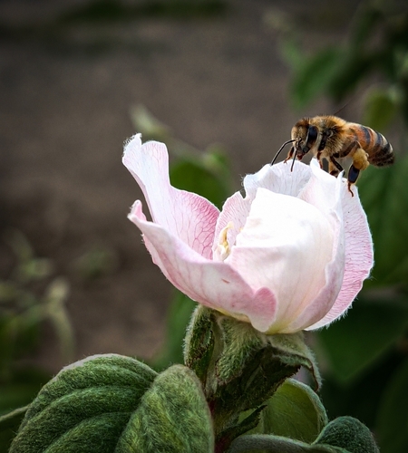 Western Honey Bee
