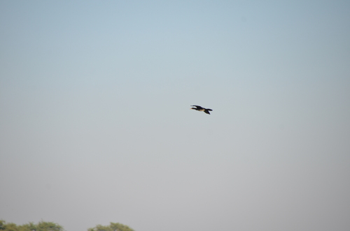 iNaturalist: (c) mnicodemus, some rights reserved (CC BY-NC) iNaturalist image