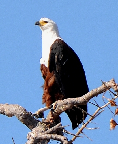 iNaturalist image