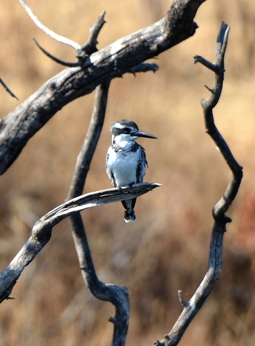 iNaturalist: (c) mnicodemus, some rights reserved (CC BY-NC) iNaturalist image