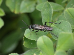 Macrophya annulata
