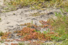 Phrynosoma blainvillii